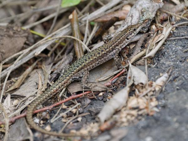 <h3><a href="/trips/extramadura/biota/animalia/chordata/squamata/lacertidae/podarcis virescens/podarcis virescens-nl.html">Podarcis&nbsp;virescens</a> / Geniez’s&nbsp;wall&nbsp;lizard / </h3>OM-1 Mark II met OLYMPUS M.150-400mm F4.5, 1/2000 sec  bij F4.5, ISO 4000, afstand 2.74&nbsp;m